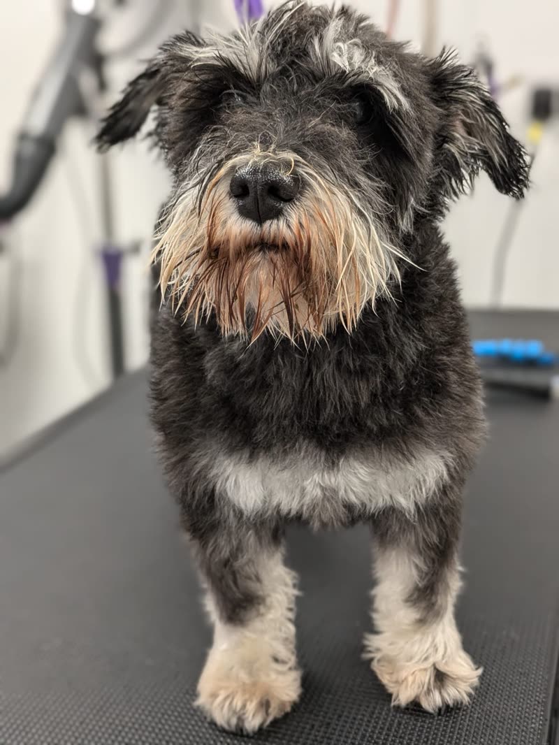 A scruffy grey and tan terrier standing on the grooming table mid-groom