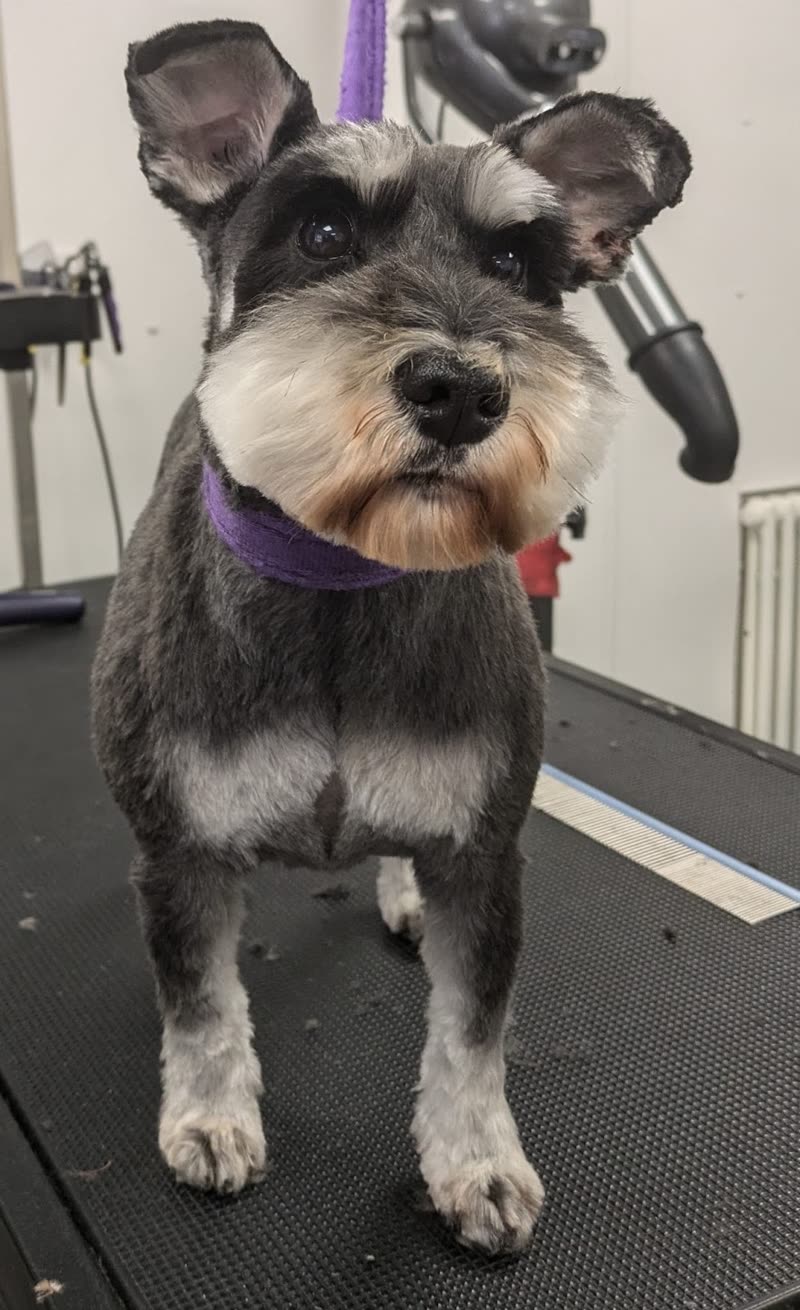 A freshly clipped schnauzer wearing a purple bow on the grooming table