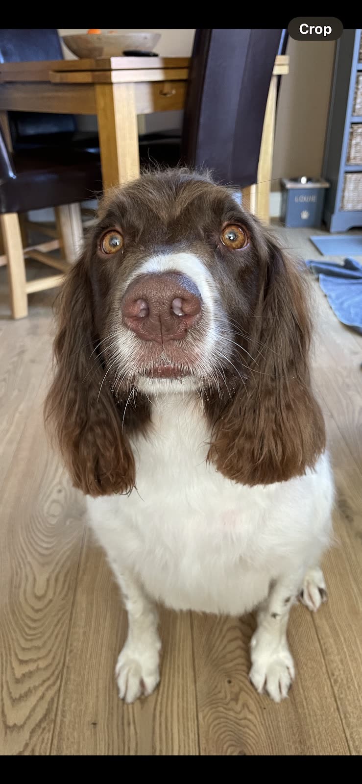 A liver and white springer spaniel sitting on a wooden floor in the salon room