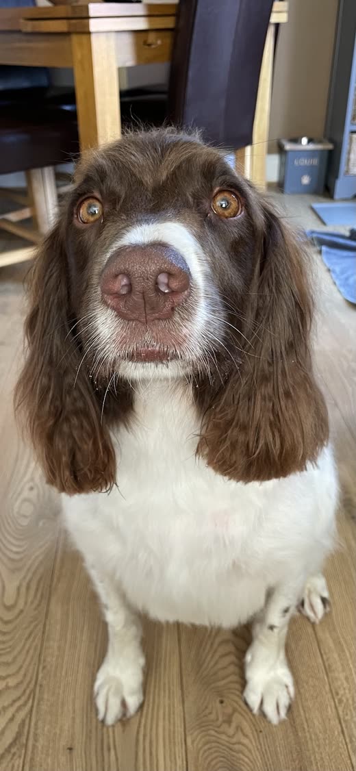 Close crop of a freshly groomed liver and white springer spaniel's head, ears and chest