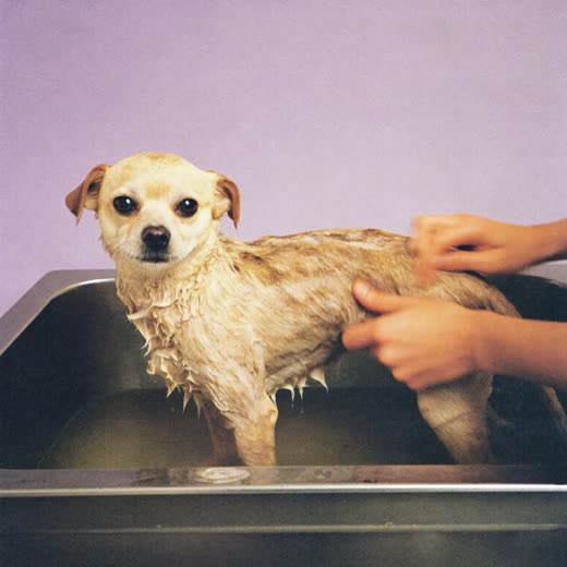 A dog being bathed and lathered in a grooming bath