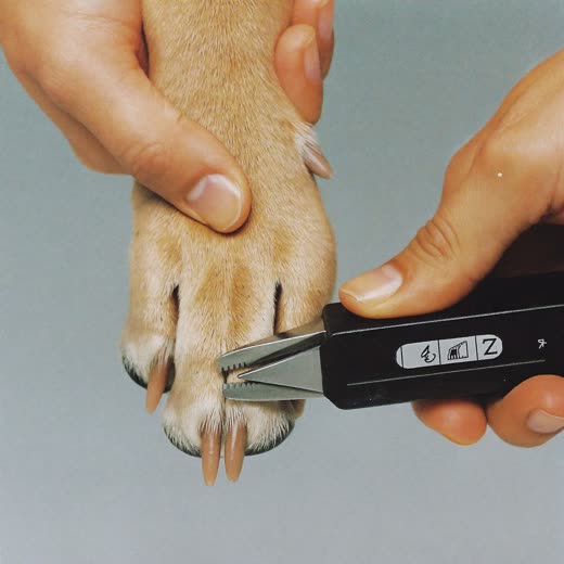 A dog's paw having its nails clipped