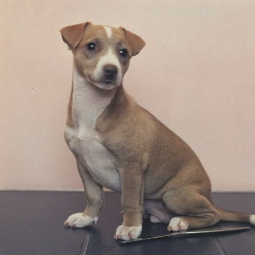 A puppy sitting on a grooming table for a first groom